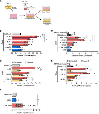 AML alters bone marrow stromal cell osteogenic commitment via Notch signaling